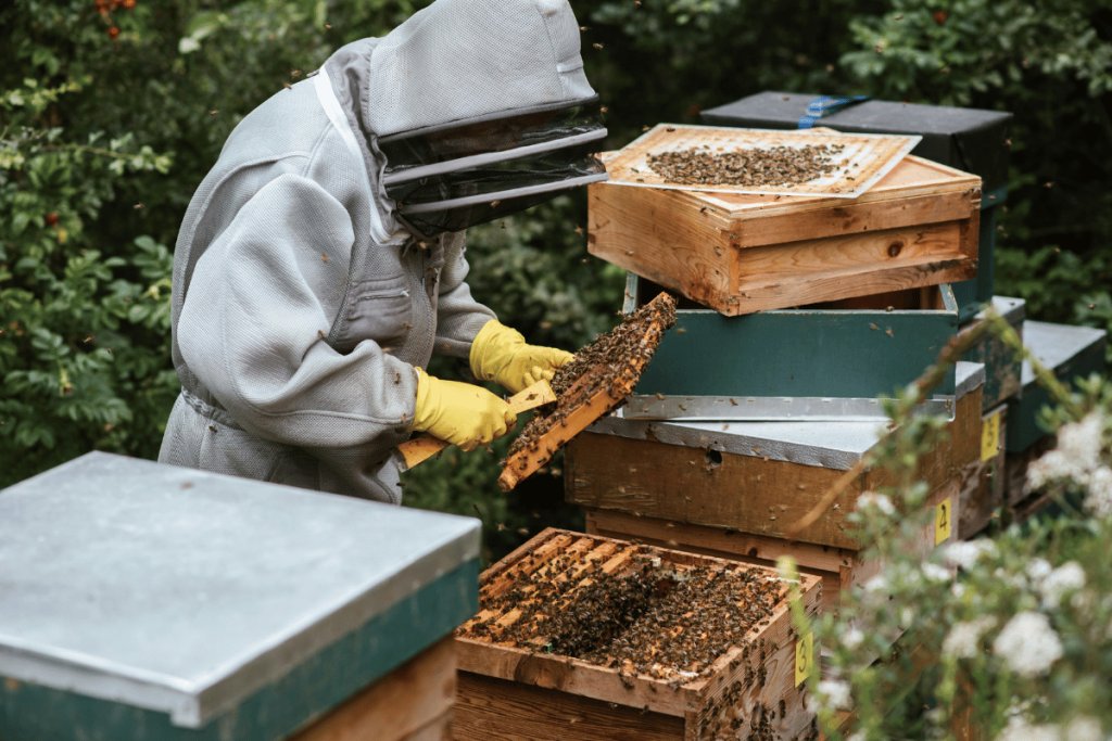 How beekeeping helped me finance my university education